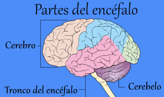 Imagen: partes del cerebro. Fotografía cedida en la entrevista.